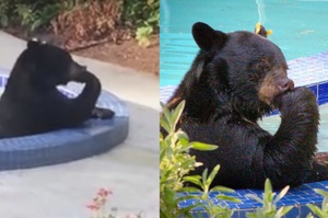 後院突然有聲音，結果看到一隻熊在我家泳池「泡澡沈思」....真的狂到網友笑昏！（影片）