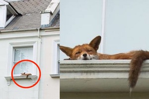 「像平常那樣打開窗戶然後我看到狐狸!!!!」這些在奇怪地方打瞌睡的動物....每一張都讓人笑翻！