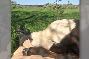 「草原曬太陽，陌生牛突然躺我大腿睡...」這些「超愛裝熟」的可愛動物...每一隻都讓人完全融化！