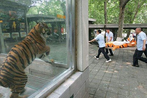 「天阿牠沒事吧...下一個是不是會輪到我呀」這8組動物園裡被拍下的的搞笑照片...每一張都讓人笑到暈眩！