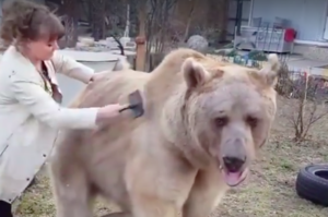 戰鬥民族94狂！網友以為她是在幫大狗狗梳毛，仔細一看竟然是一頭「大棕熊」！