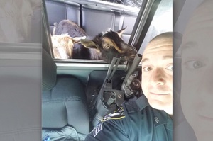 「打開車庫發現陌生羊在偷吃貓飼料」羊咩咩被警察叔叔以「現行犯」逮捕的樣子....真的讓人完全笑翻！