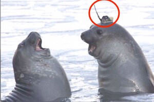 「這是我的電子帽帽喔！」可愛海豹的帽子原來有超厲害科學目的.....真的讓人驚呆啦！