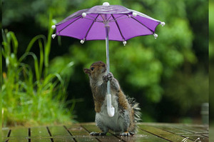「下雨了！我要趕快去接兒子回家！」攝影師準備可愛的道具給小松鼠...拍出來的照片讓網友都完全融化啦！