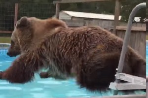 一看到超大游泳池，這隻大熊迫不及待跳下水游泳的模樣...看了都想下水跟牠一起玩了!!!!!