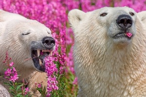 看到滿地花海太興奮，北極熊竟然開始吃起花來....真的讓看的人都完全笑噴！