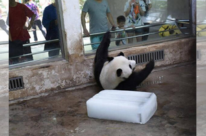 「唉呀！跌倒了」幫熊貓準備冰塊消暑，他卻自以為是溜冰選手還跌倒，真的讓人笑破肚皮ＸＤ