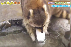 甚麼東西都要拿去洗一洗的浣熊，把心愛的棉花糖放進水裡後...牠的反應真的太爆笑了XD(影片)