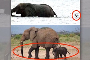 「媽...水好像太深了....」這8組小象超可愛的搞笑賣萌照片....每一張都讓人完全融化！