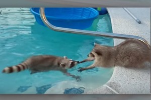 「哥~~你會溺死的啦!!!!」浣熊葛格一跳進游泳池裡，一旁瞎操心的弟弟就死命地要拉回來的模樣...真的超可愛!!!(影片)