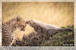 「我還以為你不要我了！」小獵豹一看見馬麻就急著舔舔，超溫馨！這6組動物母子的溫馨照...每張都讓你想媽媽！
