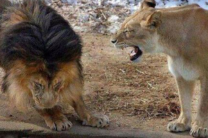 「老婆好兇⋯」公獅子遇到真正的「河東獅吼」，被罵到一點尊嚴都不剩！魯蛇慶幸：「還好我沒老婆」