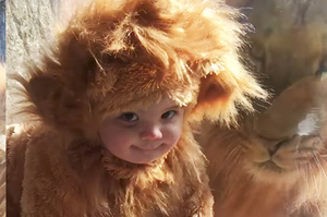 把小孩打扮成獅子去跟真正的獅子王做「近距離接觸」，沒想到獅子的反應讓人看了超級融化！