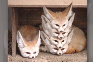 狐狸疊在一起的照片卻讓網友吵成一團....真的讓人笑翻啦！