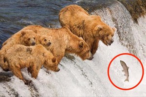 「全家都在等吃早餐～」這7組野生熊捕魚的帥氣搞笑照....每一張都讓人邊笑噴邊融化！
