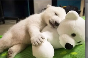 「小北極熊抱北極熊娃娃！」這9組抱著「娃娃版本自己」的動物照片...每張都讓人眼睛狂噴愛心！
