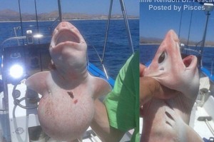 墨西哥漁民捕獲這隻「粉色凸肚魚」，引起網友猜測是外星物種，經專家研判其實是隻擁有「白化症」的絨毛鯊？