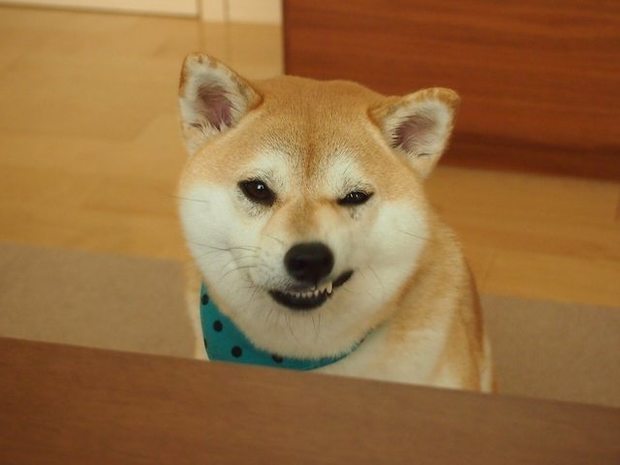 柴犬生气怎麼可以这麼可爱!