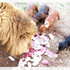 動物園竟突發奇想讓臘腸進去陪獅子...以為會發生滅絕慘案,沒想到發生的事令獸醫及遊客看了心都融化....