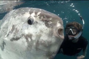 潛水潛到一半遇到一隻巨大曼波魚，然後牠問我可不可以一起合照...牠一臉呆萌的表情真的太可愛了!!!
