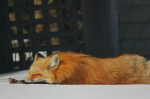 這隻狐狸每天都睡倒在人家家門口，於是攝影師幫牠出了寫真集！