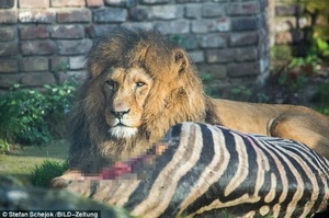 動物園內獅子「啃食一整隻斑馬」嚇傻遊客，園方表示斑馬是被安樂死後「循環利用」