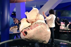 一頭鯨魚的心臟有多大？史上第一個保存完整的藍鯨心臟展出，比成年人寬至少三倍！
