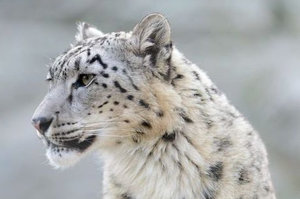 超夢幻的美麗雪豹，身上竟有個傲視全貓科動物的部位！網友看了超驚訝：「也太長了吧!!!!!!」