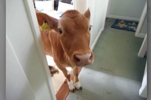 「Hi~你洗完澡啦～」出浴室門看到牛來迎接就知道完蛋，這兩隻闖空門的牛...真的讓看的人全笑翻！