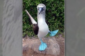 「才不是踩到口香糖呢!!」擁有一對藍色大腳丫的藍腳鰹鳥，當牠舉起腳朝你走來..就代表著超級喜歡你唷!