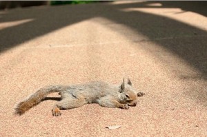 公園裡發現一隻「松鼠」竟然「失去意識」倒在路邊，走近一看才發現....真的超爆笑！！！