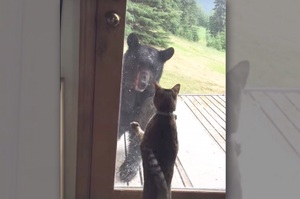 超大隻熊出現家門口，喵皇下一秒讓所有人都看呆啦！（影片）