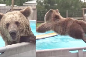 瀕臨絕種的大棕熊跟小朋友一樣在游泳池跳水的超開心畫面....真的讓看的人眼睛狂噴愛心！（影片）
