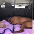 害怕到把頭埋起來躺平假裝自己隱形...被丟棄在收容所的繁殖狗不敢與人對視