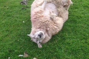 草原上發現一頭「倒地不起羊」在瘋狂撒嬌，認真一看才發現牠不是在討摸...而是真的翻不過來啦XD（影片）
