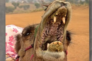 生活在沙漠的駱駝，嘴巴打開竟然會是這個樣子...看完以後真的都不敢在挑食啦!!!!