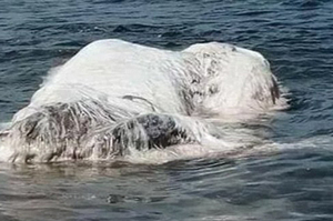 民眾在海灘發現巨大的白色毛怪，專家看過後說牠是...完全令人意想不到！！（附影片） 