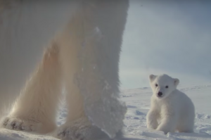 超可愛！熊媽媽不小心用攝影機捕捉到北極熊寶寶首次出戶外的畫面....真的讓看的人眼睛狂噴愛心！（影片）