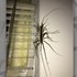 在家裡發現這隻超多腳的生物，一開始還以為是蜈蚣...一查之下才知道原來牠是蟑螂蚊子的剋星！！