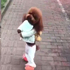 狗狗在前面跑跑跳跳的樣子引起不少民眾關注,沒想到揭發黑暗真相...紛紛讓人憤慨心痛!(影片)