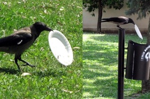 烏鴉吃完食物後叼起塑膠紙盤，最後牠停在垃圾桶旁邊...接下來的行為瞬間覺得人類真的超慚愧!!