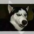 「倫家也想當警犬啦Q__Q」這5種汪汪不能當警犬的原因...真的讓人替他們冤枉又覺得爆笑XDD