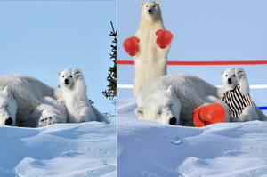 叮叮，KO！網友超愛小北極熊揮手打招呼的可愛照片，於是另一場修圖大戰又開始了！