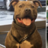 因為是「比特犬」而一直被人誤解不能收養,狗狗最終在警局找到工作和溫暖的家