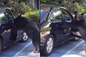 「好...應該沒有人看見」發現一隻黑熊正在開自己的車門，崩潰到底該不該去阻止牠時...竟然已經爬上車了(影片)