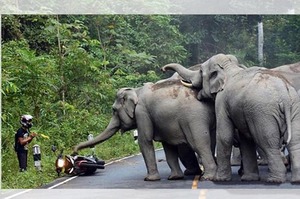 「小子！聽說就是你按我們喇叭是吧！」機車騎士想超車向前方的大象按喇叭...沒想到最後竟慘遭象群包圍！！！