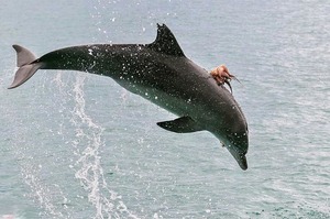 「旋轉跳躍我閉著眼」出海看海豚竟看到百年難得一見...海豚不停地要出水面！！得知真相後...連船長都笑翻ＸＤＤ