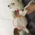 回家看到我家汪汪居然倒在地上不動,肚子還膨脹跟球一樣...嚇得他手刀衝去醫院!聽到原因後...真的讓人哭笑不得!!