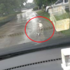 「拜託你救救我的孩子...」狗寶寶受重傷,流浪狗媽媽肉身擋警車尋求幫助,偉大母愛讓人看了超感動!