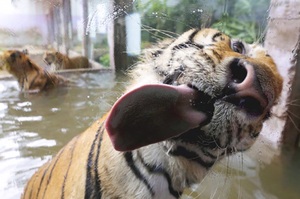 「大貓也超愛舔玻璃！」這7隻動物超搞笑的舔玻璃模樣...真的讓看的人完全笑噴！